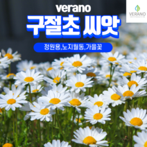 구절초 1kg 야생화 씨앗 종자