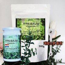 네덜란드 프락토올리고당 분말 가루 자일로 여성 비만 유산균 FOS 신바이오틱스 유익균, 2-3.프락토올리고당 500g 1팩