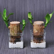 꽃피우는청년 천연가습기 실내공기정화식물 2종 세트 (테이블야자 홍콩야자), 유광 원형 화이트