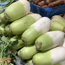 원동FS 국내산 제주 월동무(1.5kg내외)