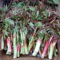 강원도 홍천 눈개승마 1kg 삼나물 산채나물 봄나물 4월5일경첫수확 예약접수