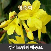 뿌리로템원예종묘_영춘화묘목 키100cm포트 정원수 공원수 조경수, 포트1개