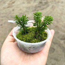 뱀톱(12뿌리) 테라리움식물/비바리움 팔루다리움 재료DIY, 1개