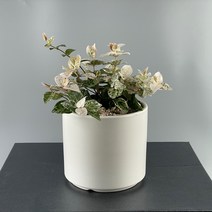 오색마삭줄 화이트세라믹 기본마사 마삭줄 늘어지는 비염에좋은 음지식물, 검정화산석, 1개