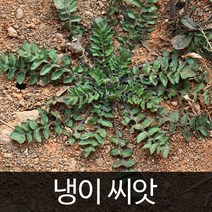 냉이씨앗 냉이 씨앗 나물 씨앗 capsella seed 2만립, 1개