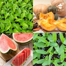 열매채소 모종 모음 가지 오이 호박 방울 토마토 수박 참외 브로콜리 옥수수 여주 수세미 콩 박 모종 텃밭, 가시오이 3개