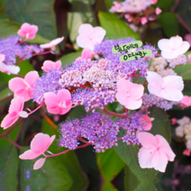 수국 [1포트] 핫초콜릿(복남이네 야생화 모종 hydrangea aspera) 아스페라 수국