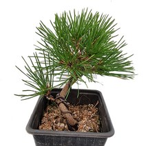 트리앤 해송 분재 소재 애기사과 소나무분재 원동식물 유실수 분재, 01.  해송분재 1개, 1개