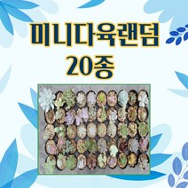 미마다육 미니다육랜덤 20종 리얼 프리 낚시 없는 진짜 다육세트 농장직영으로 100종 중 랜덤 발송, 1세트