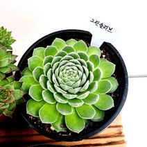 꽃나무팜 그린슬리브바위솔 월동다육이 국민다육 반려식물 선별배송 다육이키우기