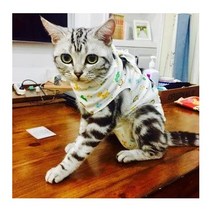 일본직발송 4. Eleoption 수술후복 고양이 개 수술후 웨어 고양이용 수술후복 헬스케어 고양이 수술후복, 딸기_M 2.5br-4kg, M 2.5br-4kg