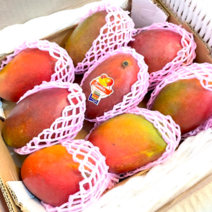 [고당도특품] 프리미엄 애플망고 항공직송, 로얄과 2kg, 1개