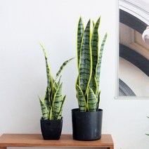 산세베리아 화분 조화 (2size), 대