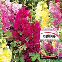 겹꽃접시꽃 씨앗 30립, 1개