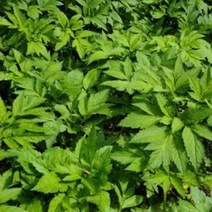 [JS] 산나물 누리대 누룩치 나물 씨앗 품종 식물 종자 20립 ( JS 92000EA ), 본상품