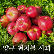 양구 펀치볼 명품 부사 사과 5kg 10kg 정품, 10kg 소 (40과)