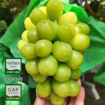 프리미엄 고당도 샤인머스켓 김천 [산지직송], 1.5kg(3-4수), 1개