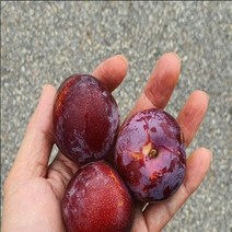 묘목/피자두(속빨간자두) 결실주 M278, 1개