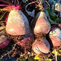 쿡네이처 제주 레드비트 중품 3kg, 1개