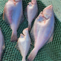 영덕 반건조 물가자미 알가자미 제수용 참가자미 건조후1kg, 물 가자미1kg 대(6-8마리)