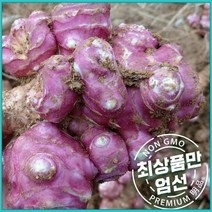 국산건 말린 돼지감자 500g 건돼지감자 돼지감자차 돼지감자즙 효능 자색 돼지감자물, 단품