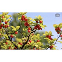 일심묘목농원 일심묘목농원 앵두나무 묘목 접목1년생 특묘 상묘 중묘, 접목 1년생 (하묘)