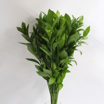 유스커스 10줄기 20줄기 잎소재 (강남 고속터미널꽃시장 도매시장에서 발송하는 생화택배), 수요일 구매시 (금~토요일 도착), 길이 40cm 20줄기