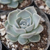 타이니버거 예쁜 다육식물 소품랜덤 0227-62, 단품