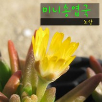허브여울다육 미니송엽국 노랑 지름 9cm 소품화분, 1개