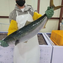 대방어 방어 회 10kg 필렛 소분 산지직송, 1kg(대뱃살 등살 사잇살)