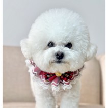 강아지 케이프 레이스 포토존 스카프, 블루오렌지, L