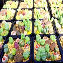 [이삽저삽] 다육 리톱스 모듬화분(5종류) rithops succulents 다육식물 리톱스모듬화분 다육이 관상용