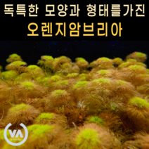 [비바소녀] 어디서왔니? 오렌지암브리아(3촉) / 초보수초 어항수초 전경수초 구피 체리새우 은신처