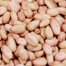 국산 땅콩 곡물 콩류 씨 종자 품종 식물 씨앗 20g