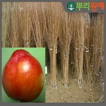 자두나무 자두나무묘목 추희자두나무 가을자두 가을왕자두 추희자두나무2년생