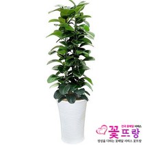 꽃뜨랑 전국배송 대형화분 행운목 해피트리 스투키 금전수 개업화분 당일배송꽃배달, A08 고무나무, 1개