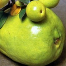 묘목/열매 큰 모과나무 (천성모과) /접목 1년 B1523, 1개