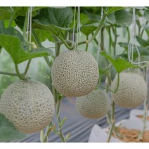 세론이 멜론 나주메론5kg 4개입 당도12브릭스, 1