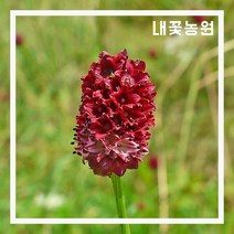 내꽃농원 오이풀 7치 화분