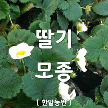 채소 모종 ~ 각종 묘종. 베란다 텃밭 세트 공기정화식물 허브 씨앗 채소모종 ~, H062 딸기 모종 (1개)