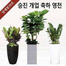 양재꽃39호 개업화분 공기정화식물 축하 관엽 인테리어식물 반려식물 실내정원 금전수 해피트리 스투키 행복나무 행운목 고무나무 전국당일꽃배달싼곳, 25 대형 관음죽(도시지역 한정), 바퀴형 받침대
