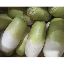 [윤가네세자매] 국내산 제주 월동 무 10kg 20kg