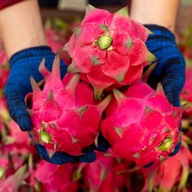 영화청과 특급 베트남 용과 1.5kg 열대과일 먹는법, 쿠팡 1, 쿠팡 본상품선택
