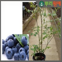 블루베리 묘목 2년생 북보종의 대과종 품종 1주 hsc