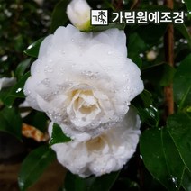 동백나무 가림원예조경, 백동백 8치화분, 1개