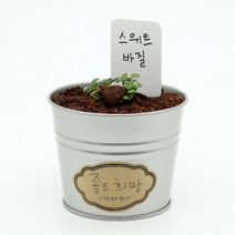 스위트 바질 키우기 모종 재배 심기 씨앗 좋은식물, 상품선택