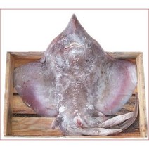 흑산도 홍어 1마리 6-7kg (예약주문상품) 흑산홍어회 홍어찜 홍어애, 흑산도홍어(암치 1마리) 7kg