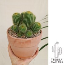 *티에라선인장* 올망졸망 금빛가시 금황환 군생 선인장 - 이태리토분 2color, 화이트베이직 토분(받침포함)