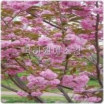 목하원예조경 벚나무 묘목 겹벚나무 (R3-4) 개화주