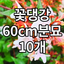 자연산 합환피(자귀나무껍질) 500g/300g/100g (경북 영천) 야생 국내산 국산, 300g